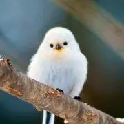 ✩ぴよりん✩