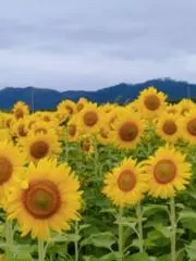 こはひまパッパの画像
