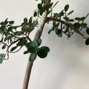 ⭐︎の画像