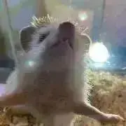 ハリネズミの画像