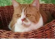 モフにゃんこの画像