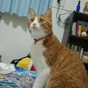 だいの画像