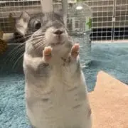 ティスの画像