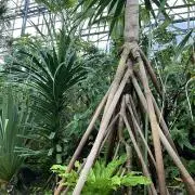 ぺろーに
