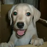 シフク犬の画像