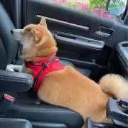 ネネハナの画像