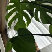 shitoshitoの画像