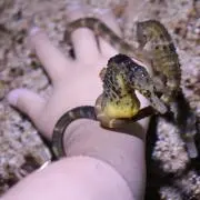 みみみみみの画像