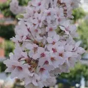 Naoの画像