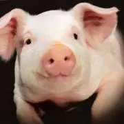 ぶた！の画像