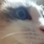 遊戯王