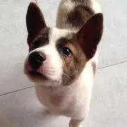 boru