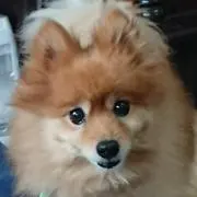 リモの画像