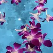 凛凛々の画像