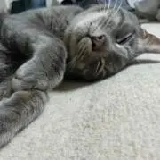 チュウ太の画像