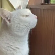 かっぱ