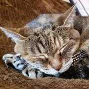まおとねこ