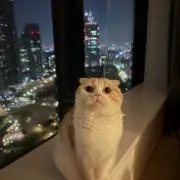 櫻井さん（即日速達）の画像
