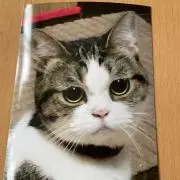 catの画像