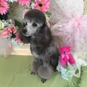 シャネル