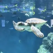 アフタヌーンティーの画像