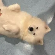 ちぃの画像