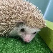 めい