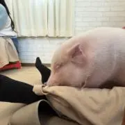 ゆーかの画像