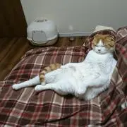 コタローの画像