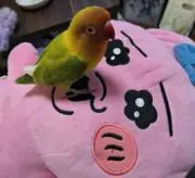 おみい