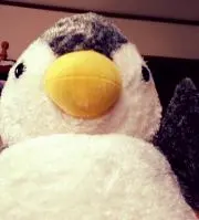 こっちゃんの画像