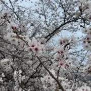 chisa_nの画像