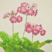 ももの画像