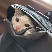 ฅ^.  ̫ .^ฅ猫好きの画像
