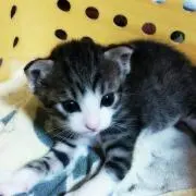 亜実の画像