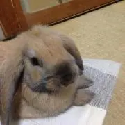 あおぽん