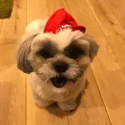 あいちゃんの画像