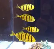 ここどりーむの画像