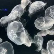 くらげ