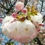 ゆうこりん32
