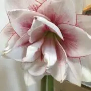 はな