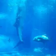 レオちゃん☆クローゼット整理中☆の画像