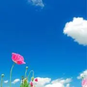えんぴつ【値下げNGです】の画像
