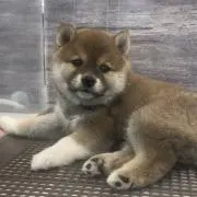 ななちゃん