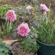 桜子猫　希少な植物根付き出品してますの画像