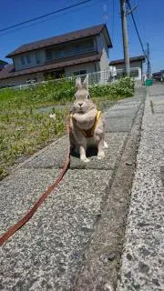 ミキ