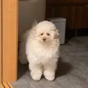 りん