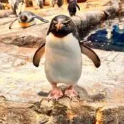 ナチュの画像