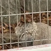 ねね