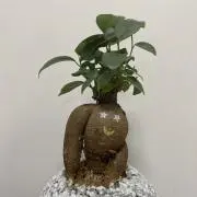 ガジュまるの画像